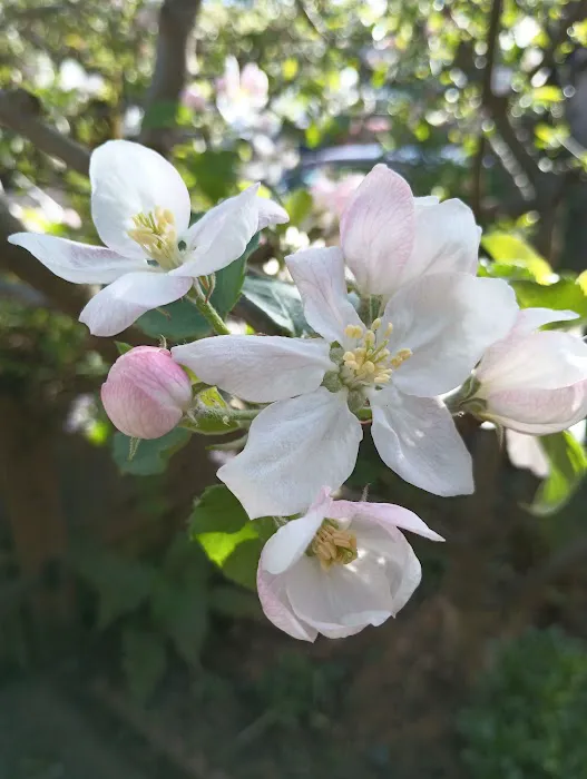 Corvallis Mobile Home Park Picture 7