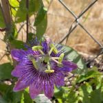 Tamarack Ridge Estates