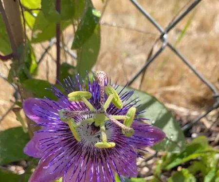 Tamarack Ridge Estates