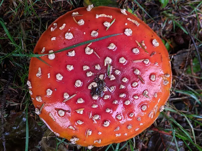 Longview Hills Picture 16