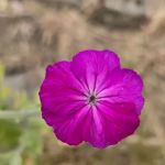 Cherrywood Mobile Manor