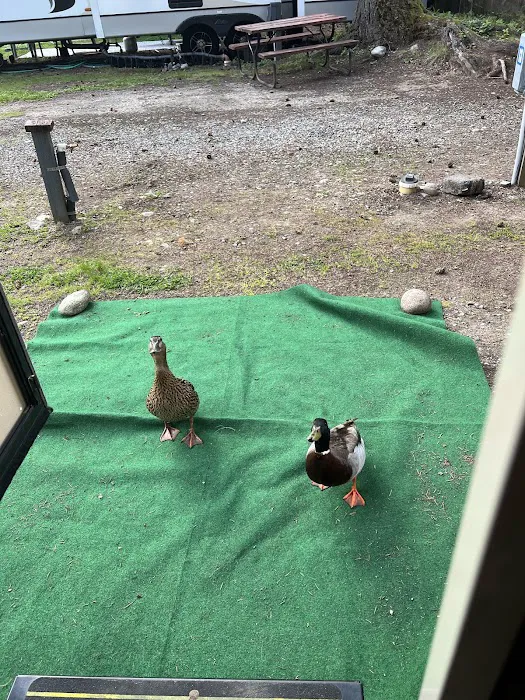 Lake Sawyer RV Resort Picture 5