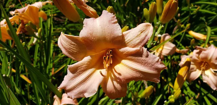 Vida Lea Cooperative Picture 3