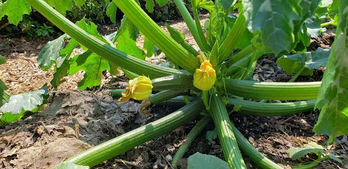 Vida Lea Cooperative Picture 7