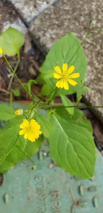 Vida Lea Cooperative Picture 2