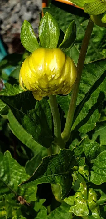 Vida Lea Cooperative Picture 5