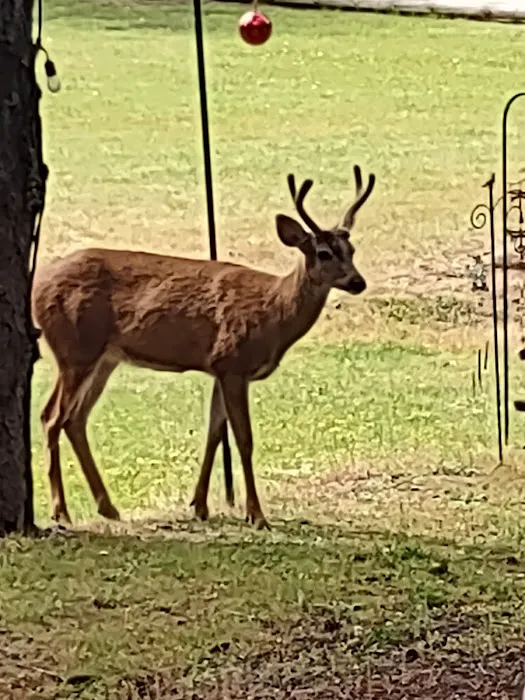 Spencer Lake RV Park Picture 2