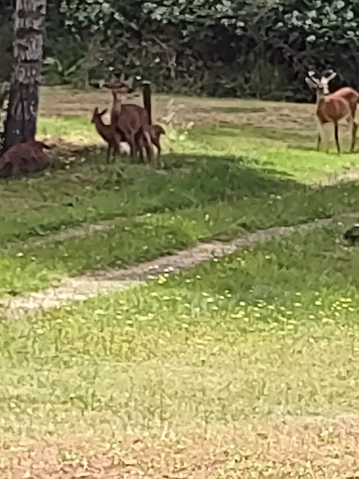 Spencer Lake RV Park Picture 1