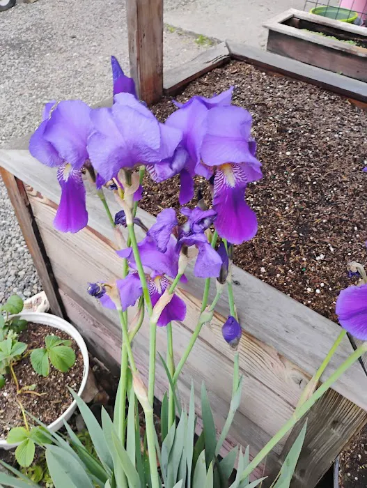 Cedars RV Court Picture 7