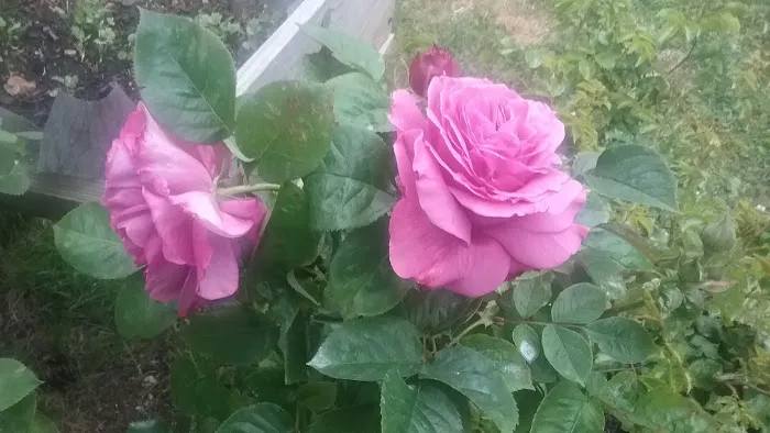 Charwood Park Picture 2