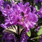 College Place Manufactured Home Community