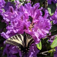 College Place Manufactured Home Community ico