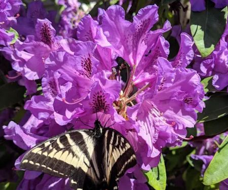 College Place Manufactured Home Community