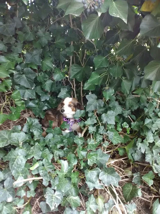 Leisure Manor Mobile Home Park Picture 7