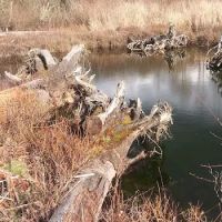 Soos Creek Estates ico