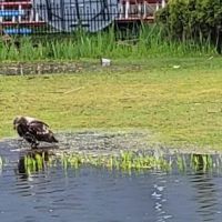 Lake Meridian Estates Mobile ico