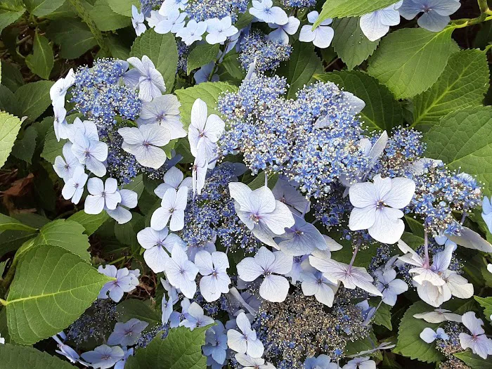 Lake Meridian Estates Mobile Picture 5