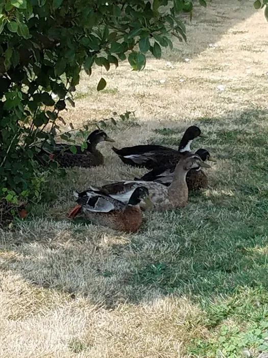 The Meadow on Pitney Pond, LLC Picture 7