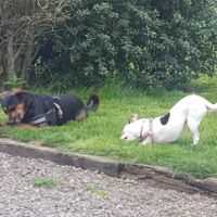 Eugene Kamping World ico