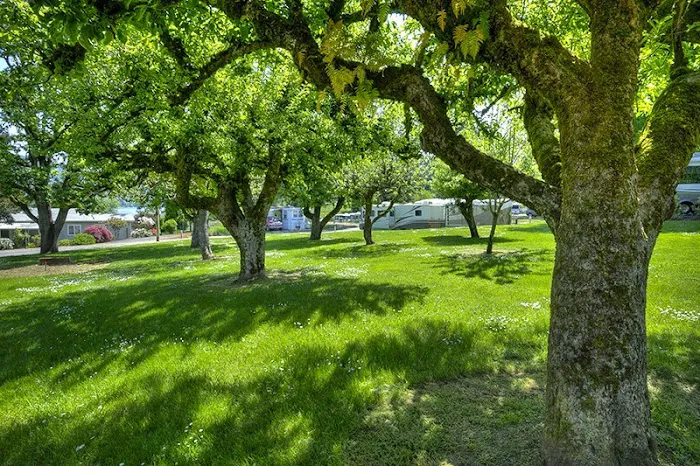 Dexter Shores RV Park Picture 10