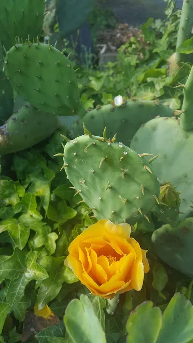 Country Manor Mobile Home Park Picture 8