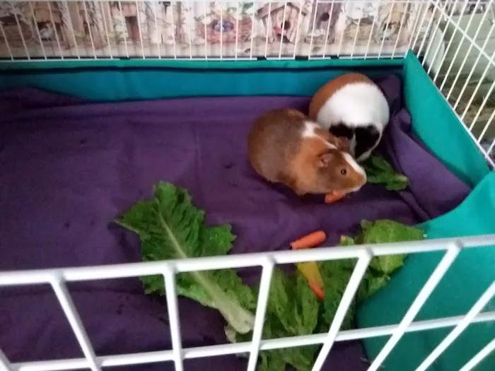 Golden Bell Manufactured Home Community Picture 5