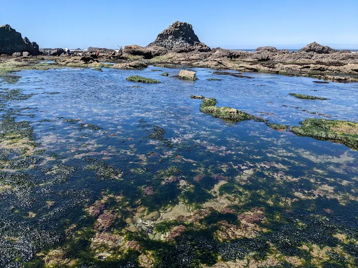 Seal Rocks RV Cove Picture 8