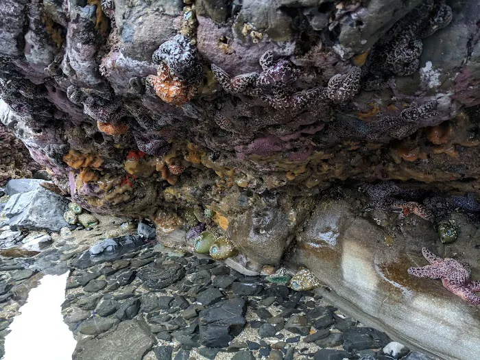 Seal Rocks RV Cove Picture 9