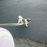 Pantera Lago Estates