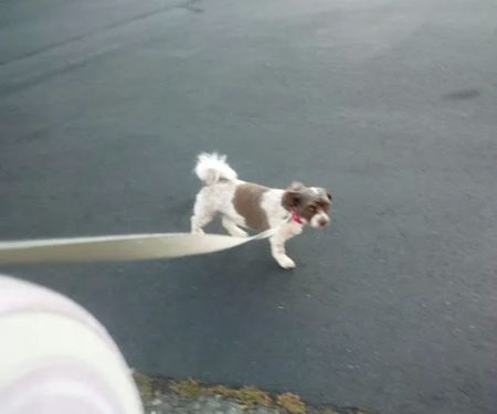 Pantera Lago Estates