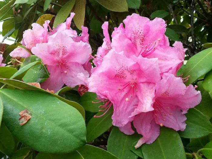 Pantera Lago Estates Picture 6