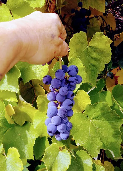 Fernridge Mobile Home Estates Picture 5