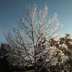 Rosewood Mobile Home Park