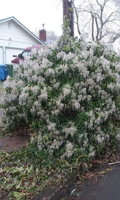 Rosewood Mobile Home Park Picture 7