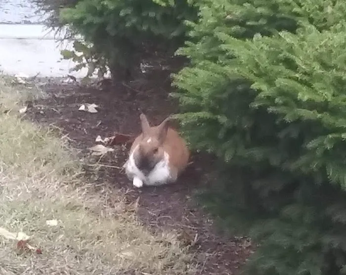 Rosewood Mobile Home Park Picture 5