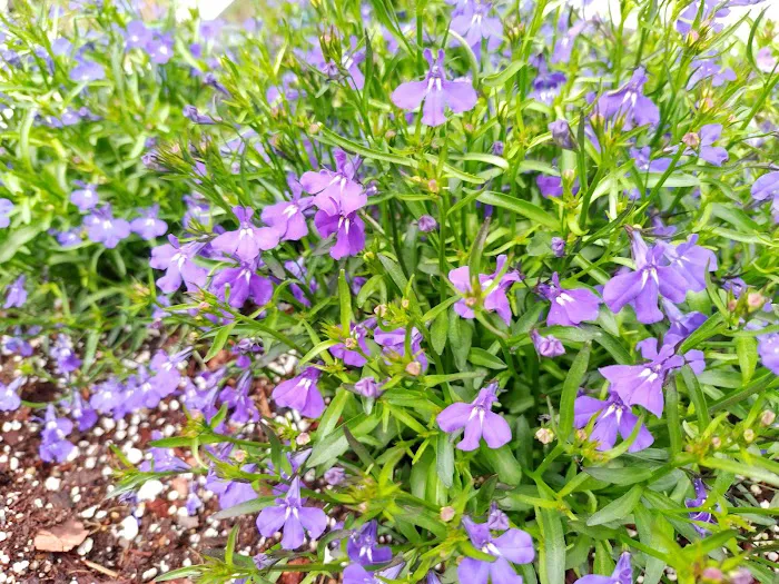 SpringLane Mobile Village Picture 7