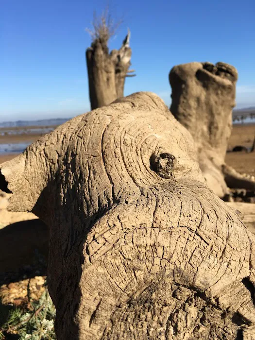 Fern Ridge Shores RV Park Picture 8