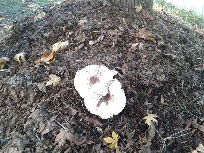 Twin Totem Picture 2