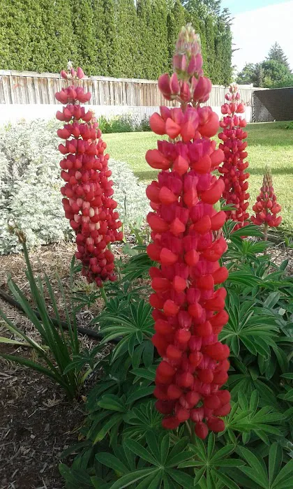 Mobile Towne West Picture 8