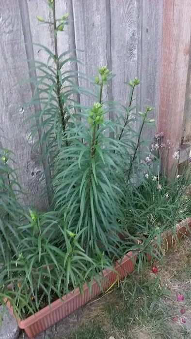 Mobile Towne West Picture 12