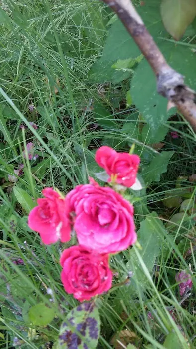 Mobile Towne West Picture 11