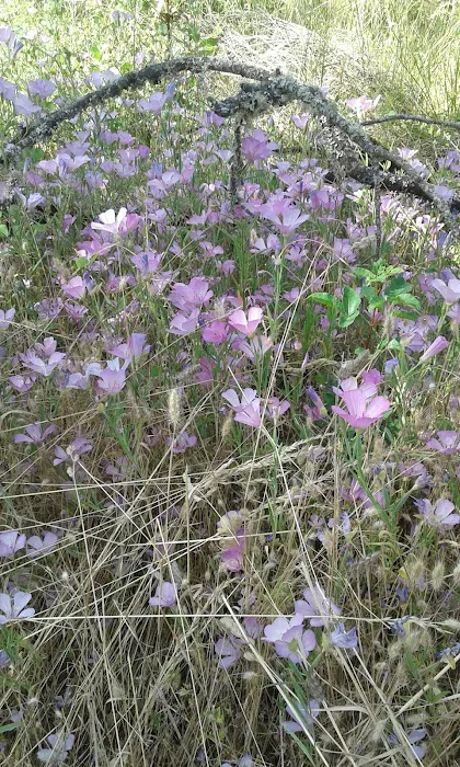 Royal Oaks Mobile Park Picture 6