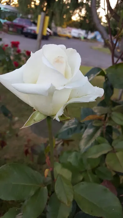 Eugene Mobile Village Picture 2