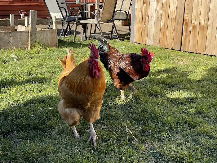 Eugene Mobile Village Picture 10