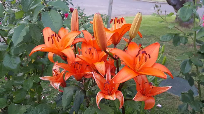 Eugene Mobile Village Picture 5