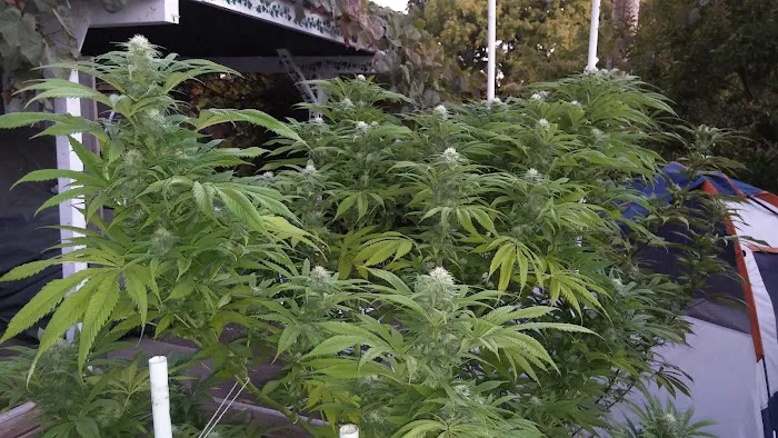 Springfield Mobile Home & RV Park Picture 8