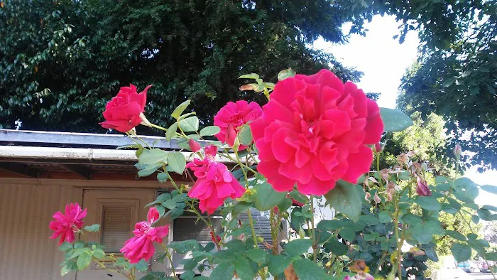 Springfield Mobile Home & RV Park Picture 5