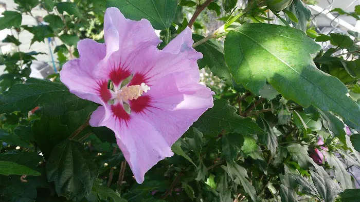 Springfield Mobile Home & RV Park Picture 7