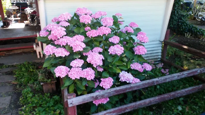 Springfield Mobile Home & RV Park Picture 3