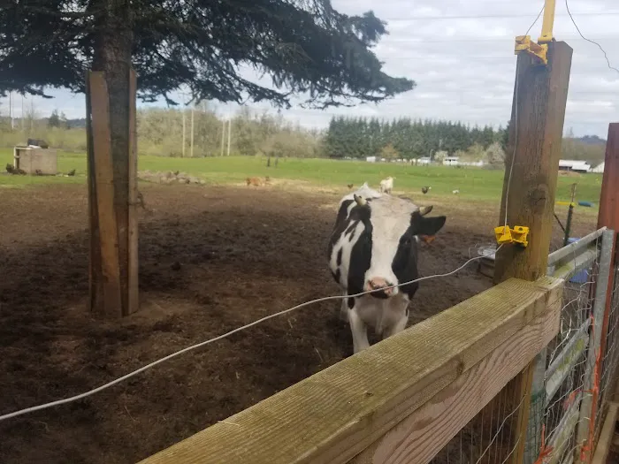 Goodens Trailer Court Picture 17